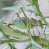 Ephippiger diurnus diurnus